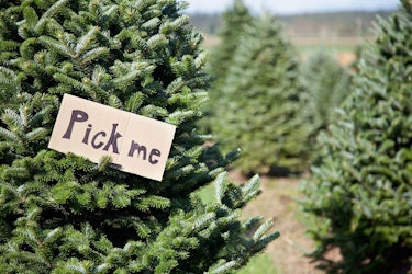 Christmas Tree Pick Me