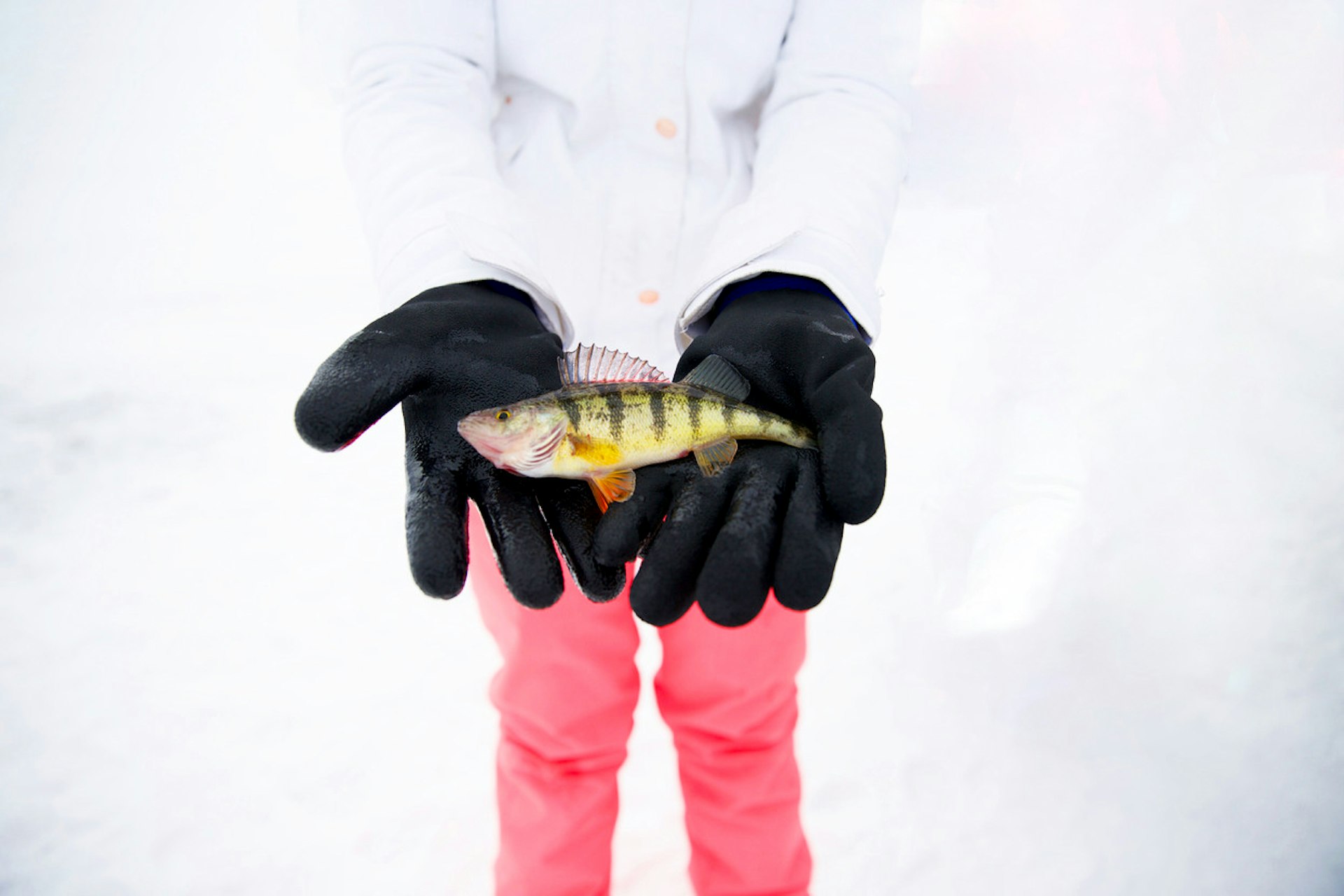 Person holding their catch while ice fishing