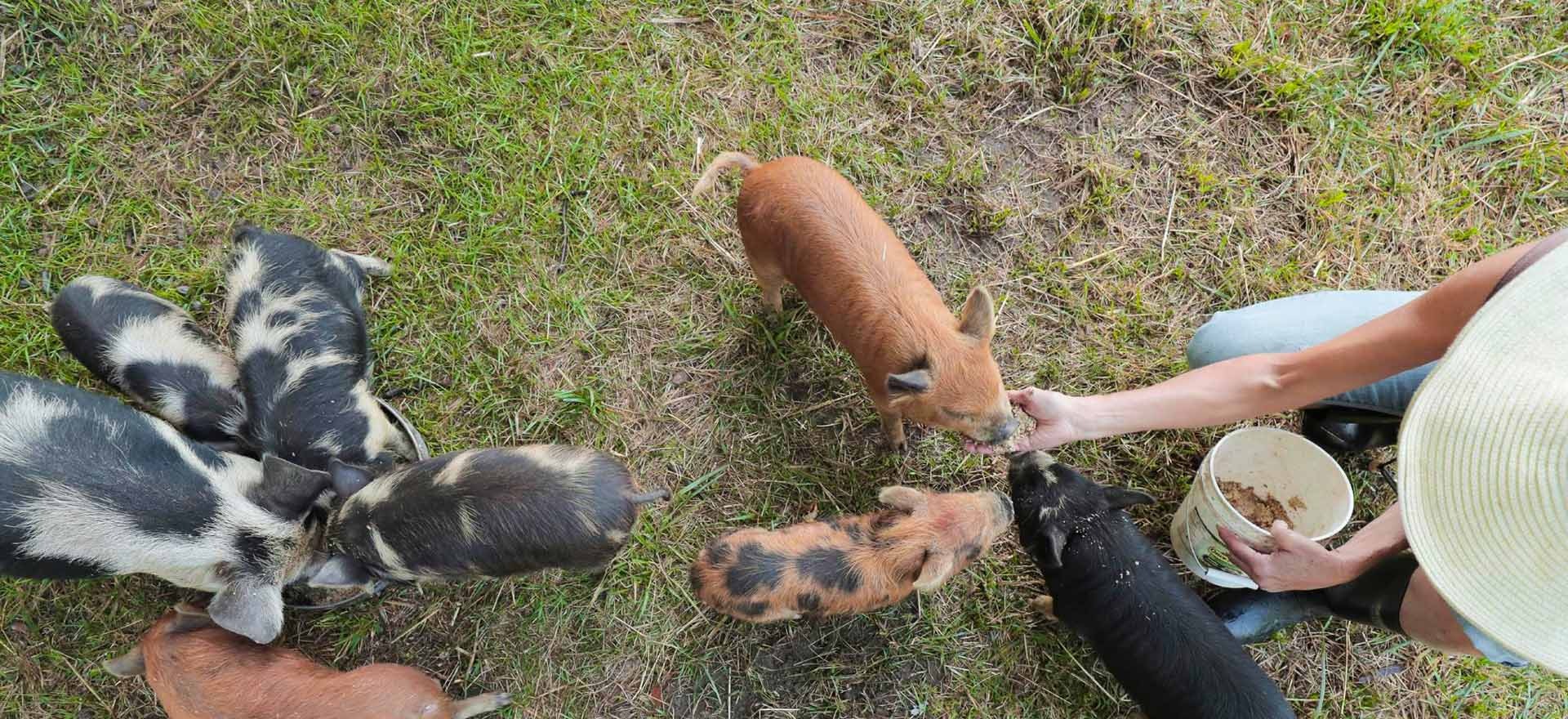 Piggies at Heartwood Farm
