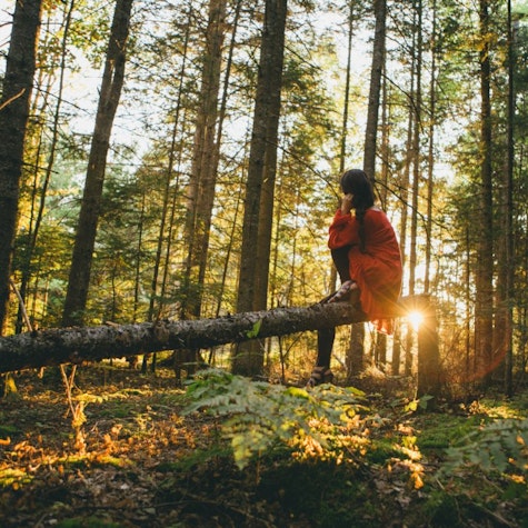 The Forest Bathing Experience